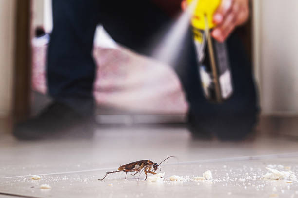 Best Wasp Removal Services  in South Elgin, IL